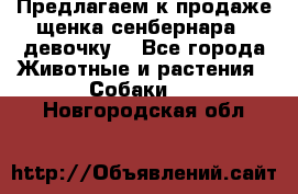 Предлагаем к продаже щенка сенбернара - девочку. - Все города Животные и растения » Собаки   . Новгородская обл.